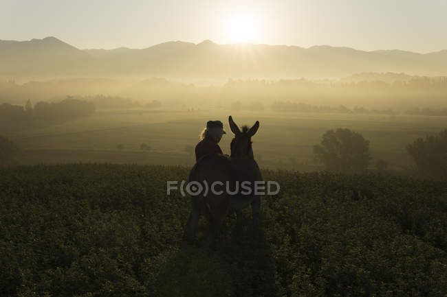 Italie, Toscane, Borgo San Lorenzo, homme âgé debout avec âne dans le champ au lever du soleil au-dessus du paysage rural — Photo de stock