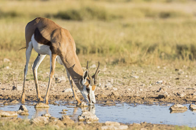 Botswana, Kgalagadi-Nationalpark, Mabuasehube-Wildreservat, Springbocktrinken am Wasserloch, Antidorcas marsupialis — Stockfoto
