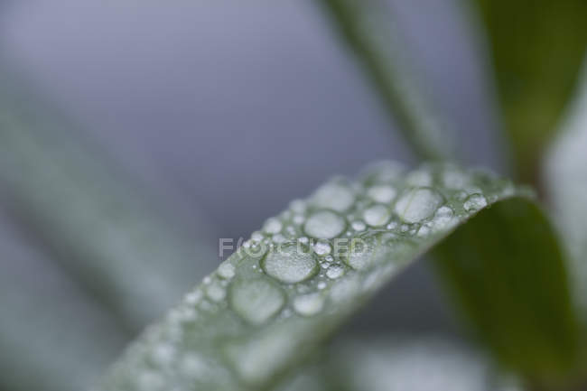 Raindrops on leaf, close-up — Stock Photo