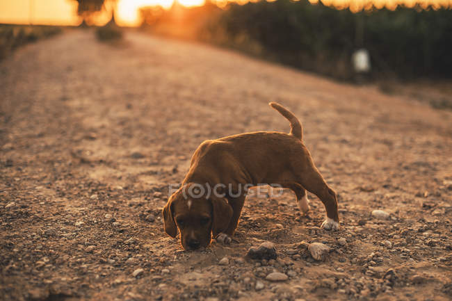 Brauner Welpe steht auf einem Weg und riecht bei Sonnenuntergang etwas — Stockfoto