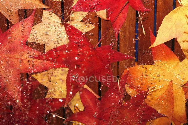 Hojas rojas húmedas del otoño, hojas de arce en la superficie de madera, vista superior - foto de stock