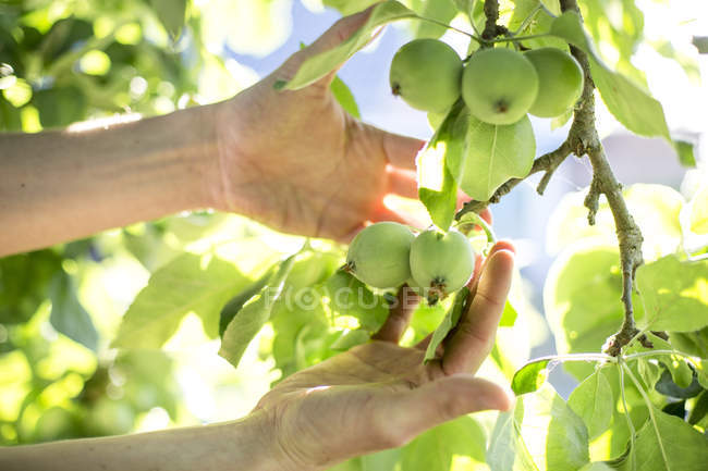 Homme examinant des pommes vertes sur un pommier — Photo de stock
