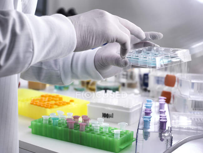 Biotechnology Research, Científico observando especímenes en una placa de varios pozos durante un experimento en el laboratorio - foto de stock