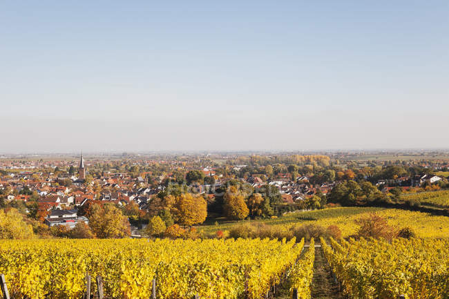 Alemania, Renania-Palatinado, Pfalz, Deidesheim, Ruta del Vino Alemana, viñedos en colores otoñales, Ludwigshafen en distancia - foto de stock