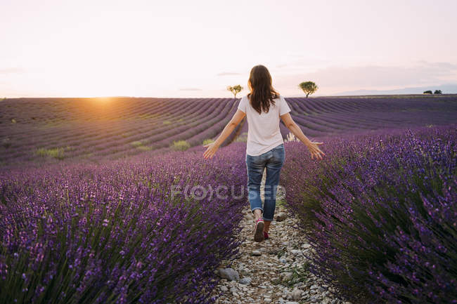 Франція, Валенсоле, на заході сонця, бачить жінку, яка ходить у полі пурпурової лаванди. — стокове фото