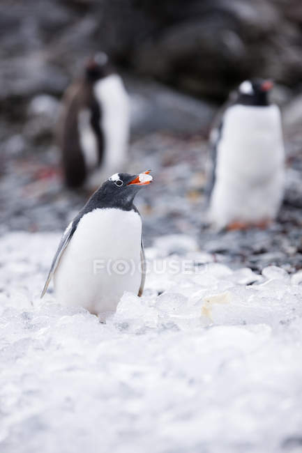 Antarctic, Antarctic Peninsula, Gentoo penguins, Pygoscelis papua — group  of animals, nobody - Stock Photo | #268312808