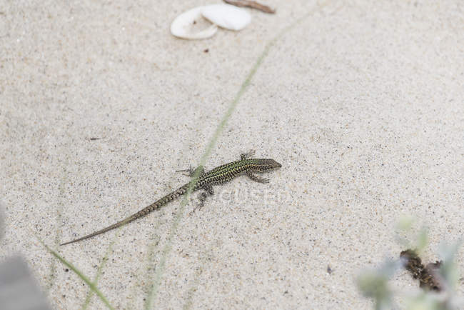Portugal, Viana do Castelo, Bocage's wall lizard on the beach — Stock Photo