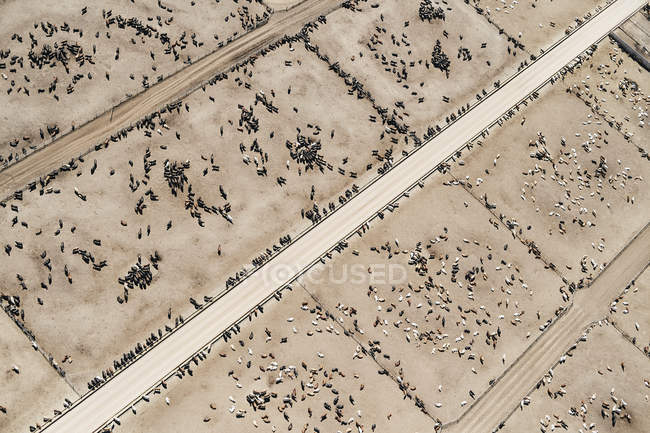 Estados Unidos, Fotografía aérea del lote de alimentación de ganado vacuno cerca de Greeley, Colorado - foto de stock