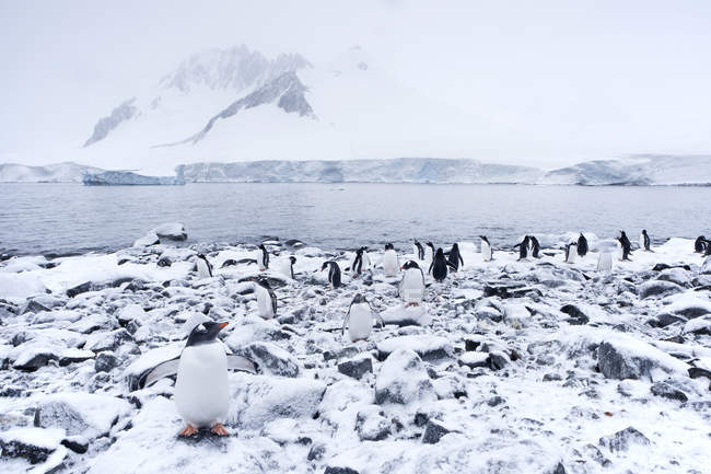 Antarctic, Antarctic Peninsula, Gentoo penguins, Pygoscelis papua — Stock Photo
