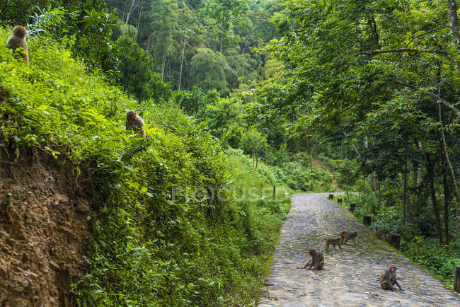 China, provincia de Fujian, monos en un camino en el bosque de Niumu - foto de stock