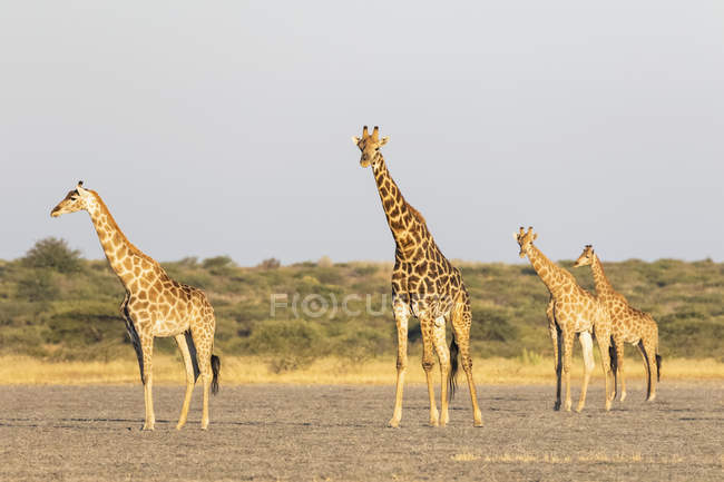 Botswana, Kalahari, zentrales Kalahari-Wildreservat, — Stockfoto