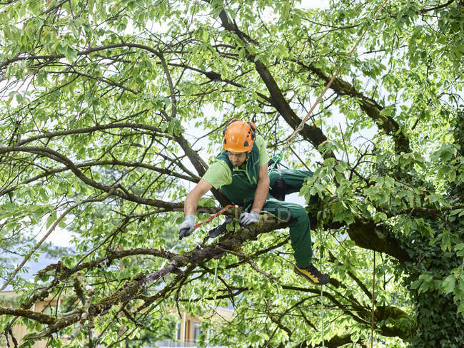 Tree cutter pruning of tree — Stock Photo