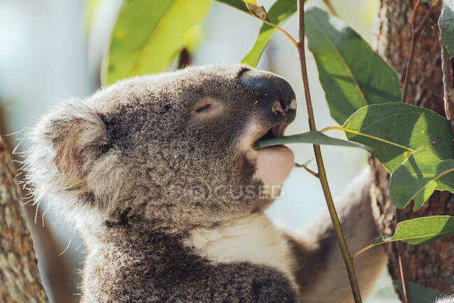 Australia, Queensland, koala mangia foglie di eucalipto — Foto stock