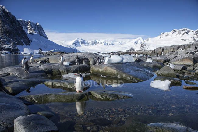 Antarctic, Antarctic Peninsula, Gentoo penguins, Pygoscelis papua — Color Image, animals - Stock Photo | #268323282 Antarctic, Antarctic Peninsula, Gentoo penguins, Pygoscelis papua — Color Image, animals - Stock Photo | #268323282
