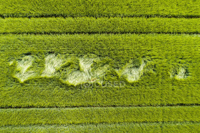 Вид с воздуха на зерновое поле — стоковое фото