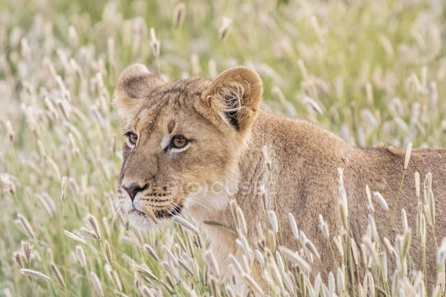 Ботсвана, Kgalagadi транскордонне парк, молодий лев, Лев — стокове фото