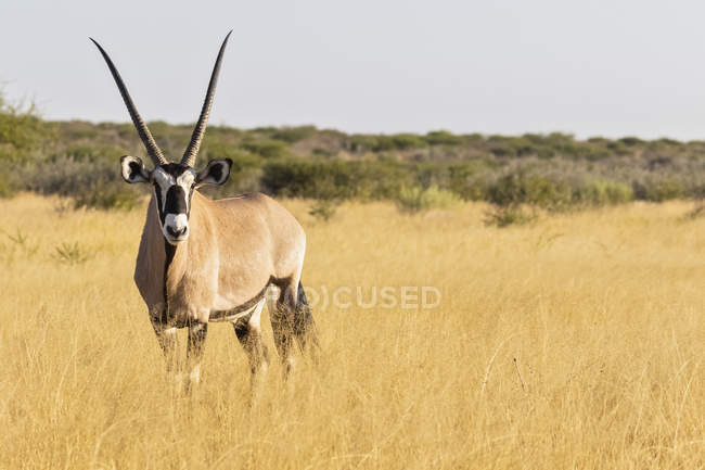 Botswana, Kalahari, Reserva Central de Caza Kalahari, Kudu, Tragelaphus strepsiceros - foto de stock