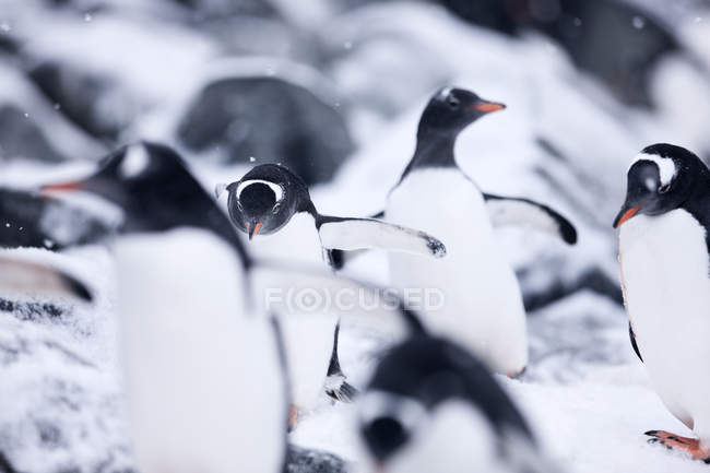 Antártico, Península Antártica, Pingüinos Gentoo, Pygoscelis papua - foto de stock