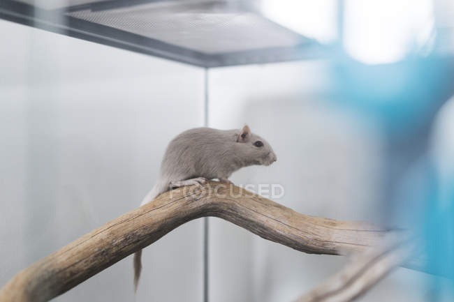 Grey mouse in terrarium — branch, pet - Stock Photo | #268327936