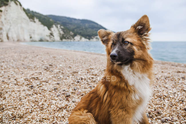 Italia, Vieste, retrato de perro callejero en la playa de Vignanotica - foto de stock
