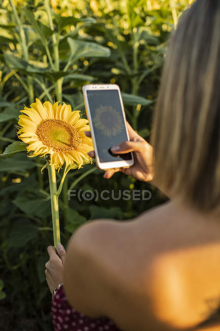Vista posteriore, primo piano della donna in campo scattare foto di girasole con smartphone — Foto stock
