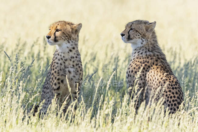 Botswana, Kgalagadi Transborder Park, Cheetahs, Acinonyx Jubatus — Foto stock