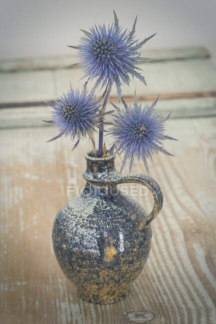 Cardo azul en un jarrón — Flor, Color: - Stock Photo | #268332518