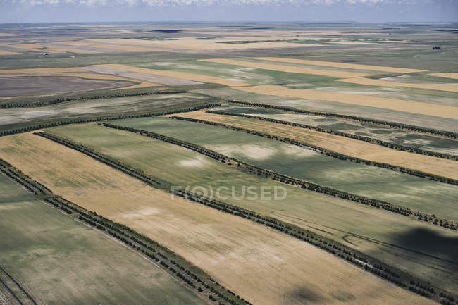 EUA, campos agrícolas com tiras de beleza de árvores no oeste do Nebraska — Fotografia de Stock