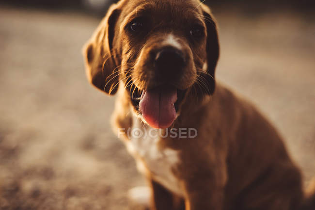 Portrait of a brown puppy sticking out his tongue — Stock Photo