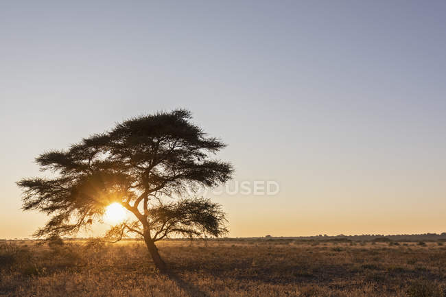 Africa, Botswana, Central Kalahari Game Reserve, Umbrella Thorn Acacia, Acacia tortilis at sunrise — Stock Photo