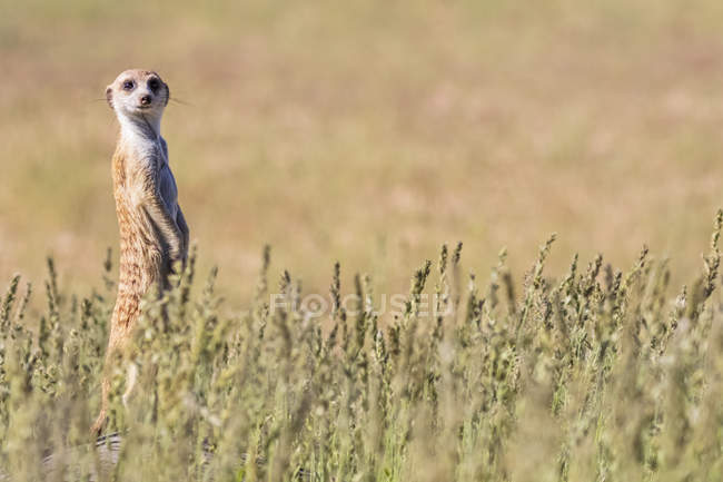 Botswana, Kgalagadi Transborder Park, Kalahari, Meerkat watching, Suricata suricatta — Fotografia de Stock