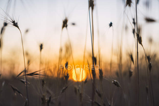 Silhouette delle orecchie durante il tramonto — Foto stock