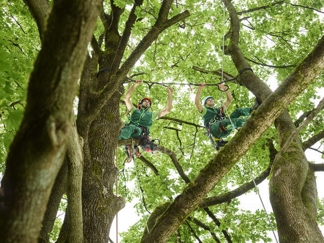 Tree cutters hanging on ropes in tree — Stock Photo