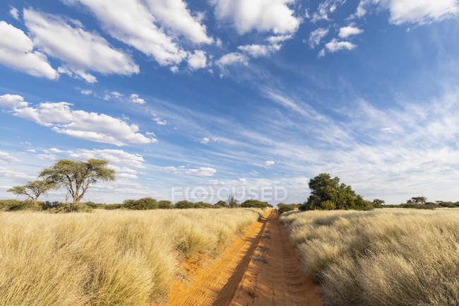 África, Botswana, Parque Transfronterizo de Kgalagadi, Reserva de caza de Mabuasehube, pista de arena vacía - foto de stock