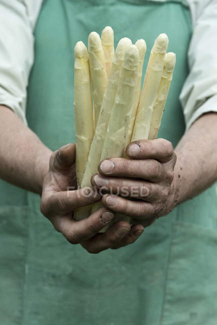 Человек держит в руках связку органической зеленой спаржи — стоковое фото