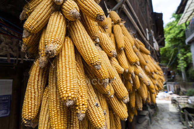 China, Guizhou, mazorcas de maíz colgando para secar en un asentamiento de Miao - foto de stock