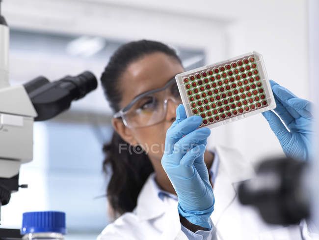 Científica preparando una bandeja multipozo que contiene muestras de sangre para pruebas clínicas en el laboratorio - foto de stock