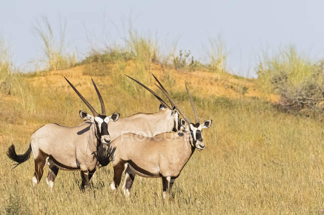 Botswana, Kalahari, Parque Transfronterizo Kgalagadi, Gemsboks, Gacela Oryx - foto de stock