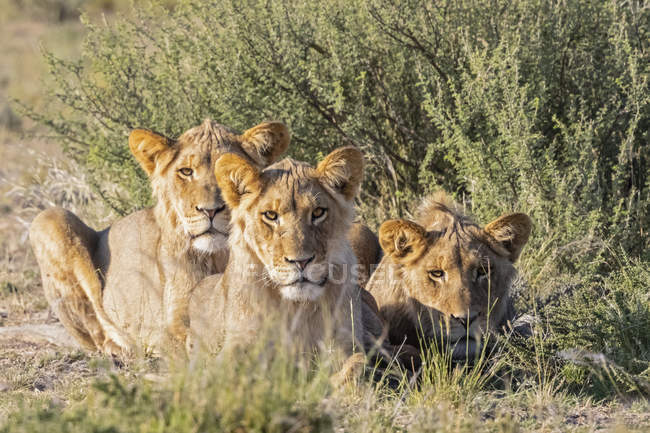 Ботсвана, Kgalagadi транскордонне парк, гордість левів — стокове фото
