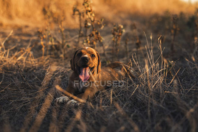 Cachorro acostado en un campo al atardecer - foto de stock