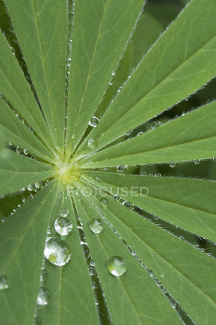 Close up of Raindrops on green leaf — Stock Photo