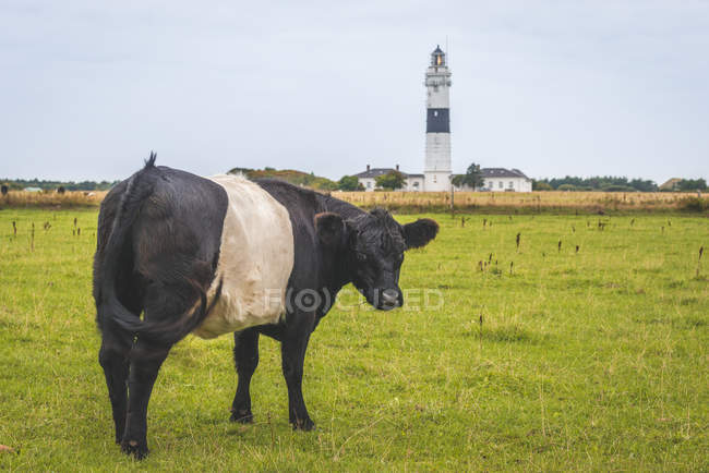 Alemanha, Schleswig-Holstein, Sylt, Kampen, vaca em pasto em frente ao farol — Fotografia de Stock