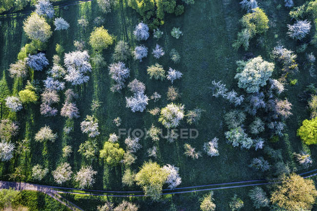 Alemania, Baden-Wuerttemberg, Valle de Rems, Vista aérea del prado con árboles frutales dispersos en primavera - foto de stock