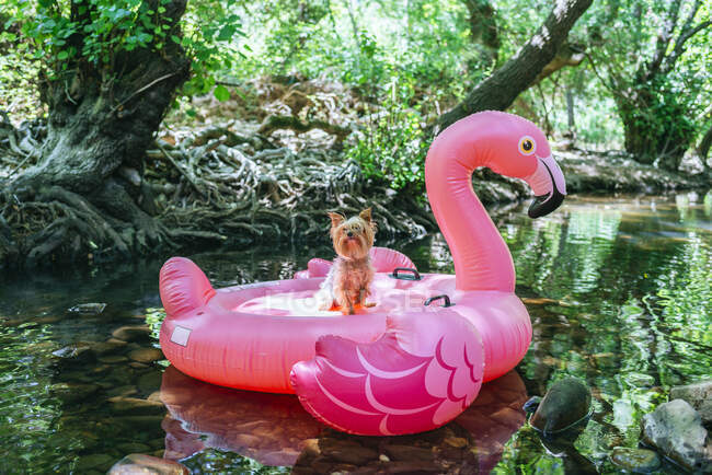 Yorkshire terrier floating on water on an inflatable flamingo — Stock Photo