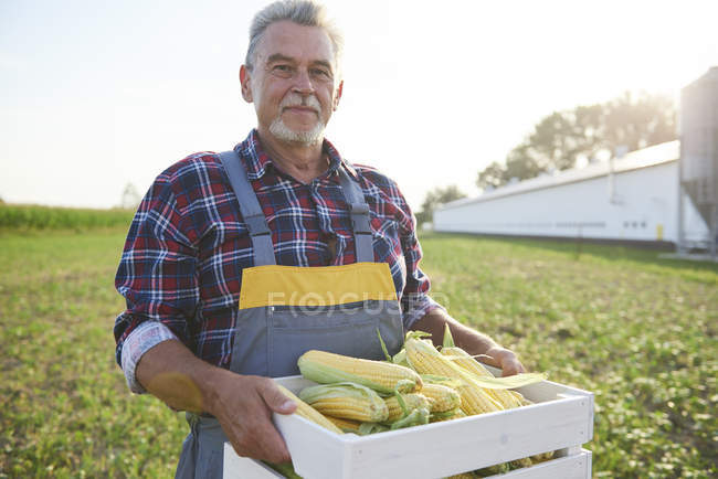 Agricultor sosteniendo una caja llena de mazorcas de maíz en el campo - foto de stock