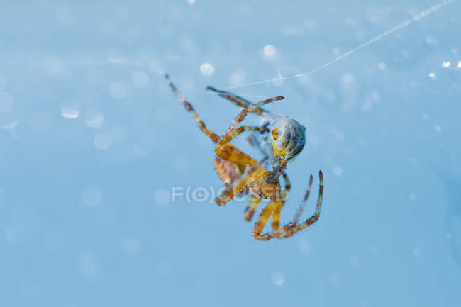 Aranha cruzada com presa — Fotografia de Stock