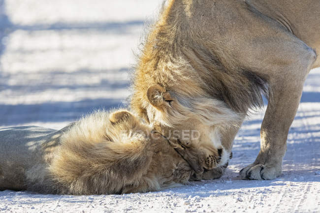 Botswana, Parque Transfronterizo de Kgalagadi, dos leones, Panthera leo,  macho, caricias — fotografía, Un animal - Stock Photo | #268370982