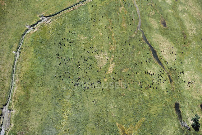 EUA, Aerial de gado em um campo com um córrego em Nebraska ocidental — Fotografia de Stock