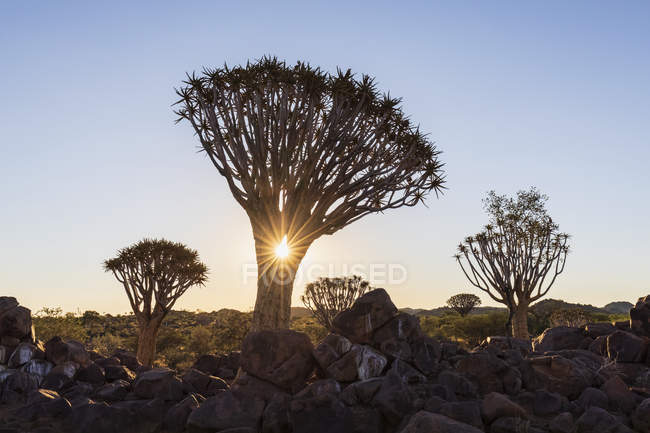 África, Namíbia, Keetmanshoop, Quiver Tree Forest ao pôr do sol — Fotografia de Stock