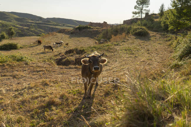 Spagna, Barcellona, Montserrat, mucca curiosa su un prato — Foto stock